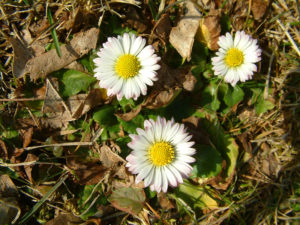 Gänseblümchenblüten