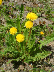 Löwenzahnblüte