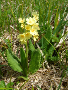 Schlüsselblumenwurzel
