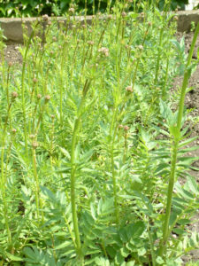 Baldrianwurzel