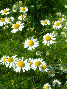 Kamillenblüten