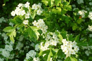 Weißdornblatt mit Blüte