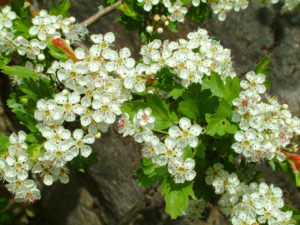 Weißdornblüte