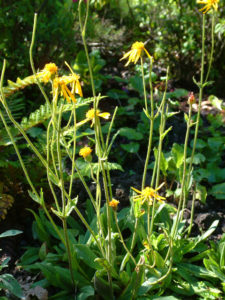 Arnikablüten