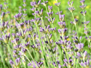 Lavendelblüte