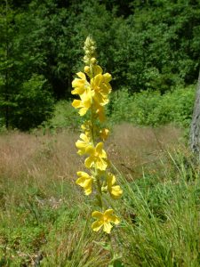 Königskerzenblüte