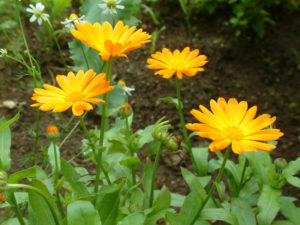 Ringelblumenblüte