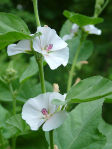 Eibischblüten