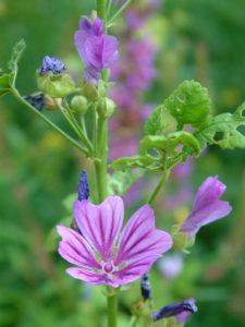 Malvenblüte