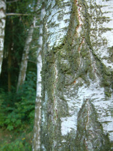 Birkenrinde