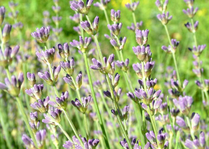 Lavendel  Lavandulae angustifolia Mill  ssp. angustifolia