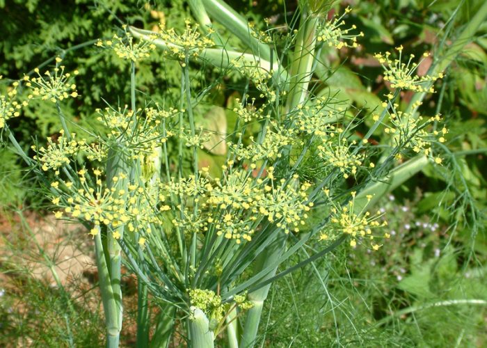 Foeniculum vulgare Mill.  Fenchel